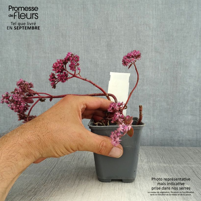 Amostra de Sedum Sunsparkler Cherry Tart Vaso de 8/9 cm tal como entregue no verão