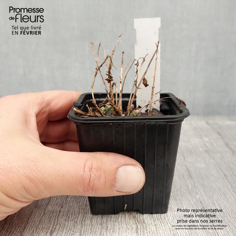 Amostra de Sedum Sunsparkler Dream Dazzler Vaso de 8/9 cm tal como entregue no inverno