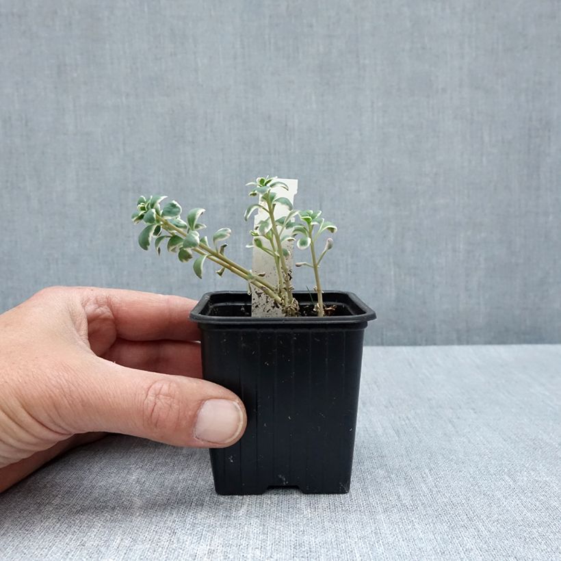 Amostra de Sedum Sunsparkler Dream Dazzler Vaso de 8/9 cm tal como entregue na primavera