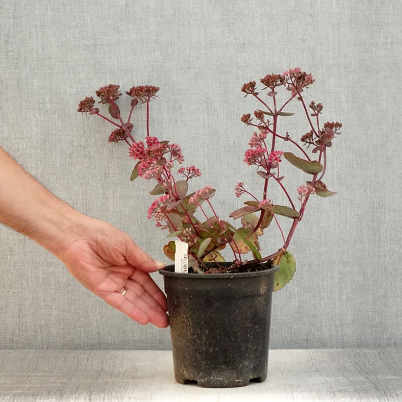 Amostra de Sedum Sunsparkler Dream Dazzler Vaso de 2 L/3 L tal como entregue no verão