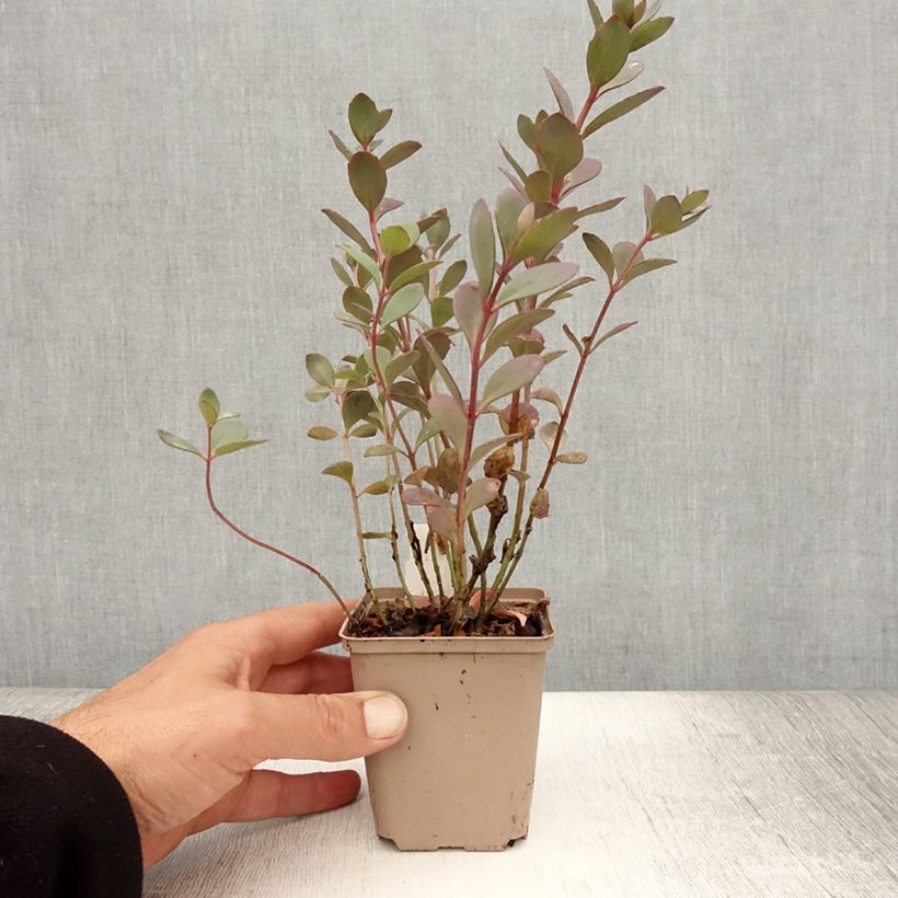 Amostra de Sedum Sunsparkler Plum Dazzled Vaso de 8/9 cm tal como entregue no verão