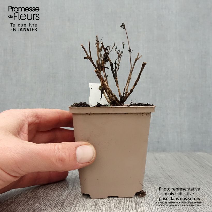 Amostra de Sedum SUNSPARKLER® Plum Dazzled - Orpin Godet de 8/9 cm tal como entregue no inverno