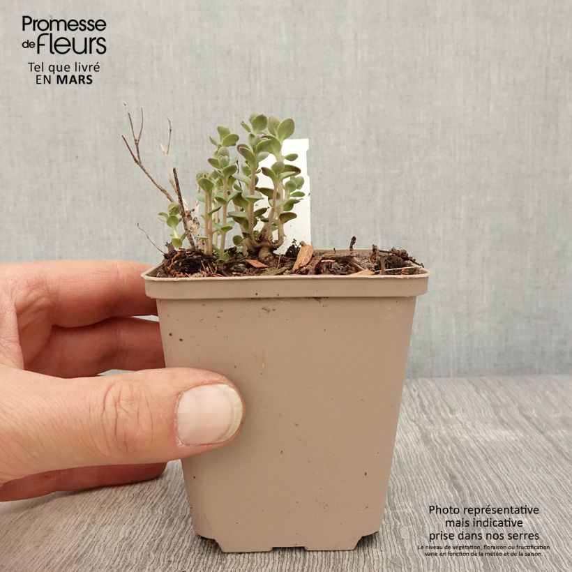 Amostra de Sedum Sunsparkler Plum Dazzled Vaso de 8/9 cm tal como entregue na primavera