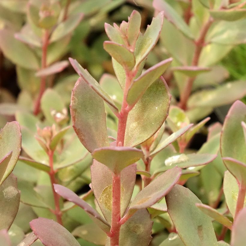 Sedum Sunsparkler Plum Dazzled (Folhagem)