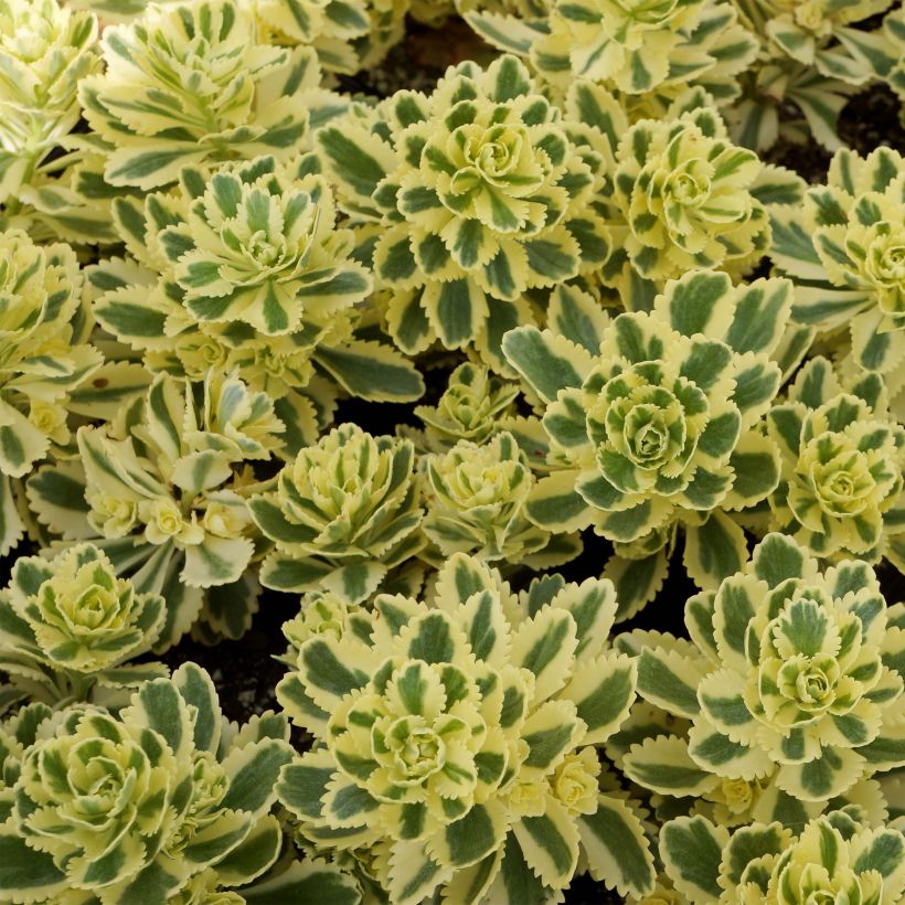 Sedum takesimense Atlantis (Folhagem)