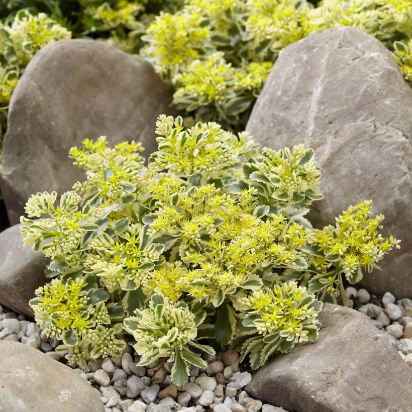 Sedum takesimense Atlantis (Hábito)