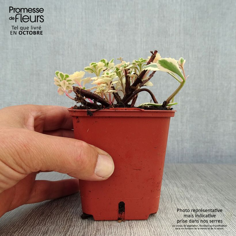 Amostra de Sedum takesimense Atlantis Vaso de 8/9 cm tal como entregue no outono