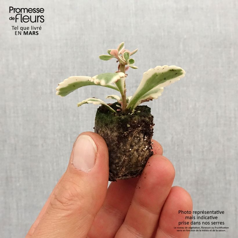 Amostra de Sedum takesimense Atlantis Mini-torrão Ø 3/4 cm tal como entregue na primavera