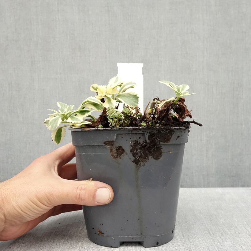 Amostra de Sedum takesimense Atlantis Vaso de 1,5 L/2 L tal como entregue no outono