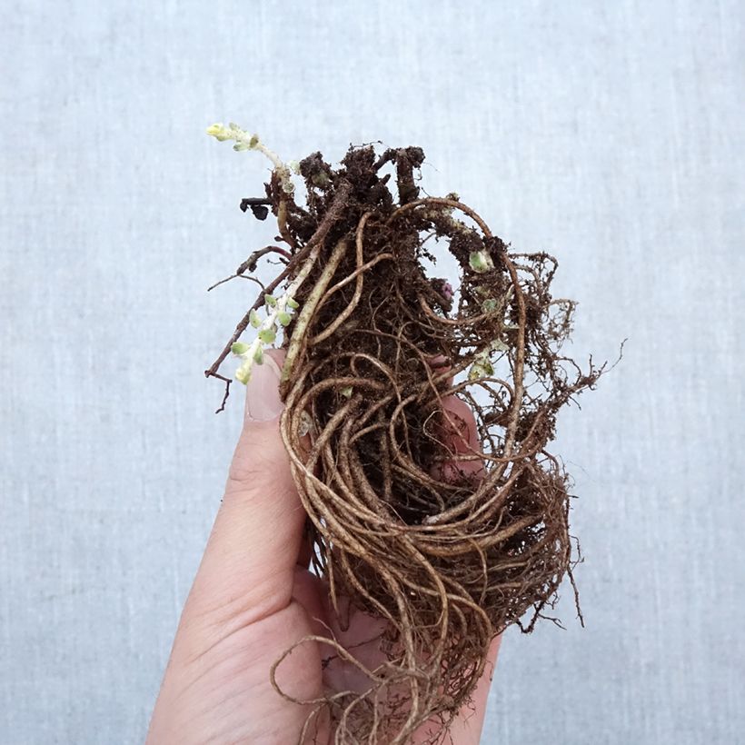 Amostra de Sedum takesimense Atlantis Raízes nuas tal como entregue no inverno