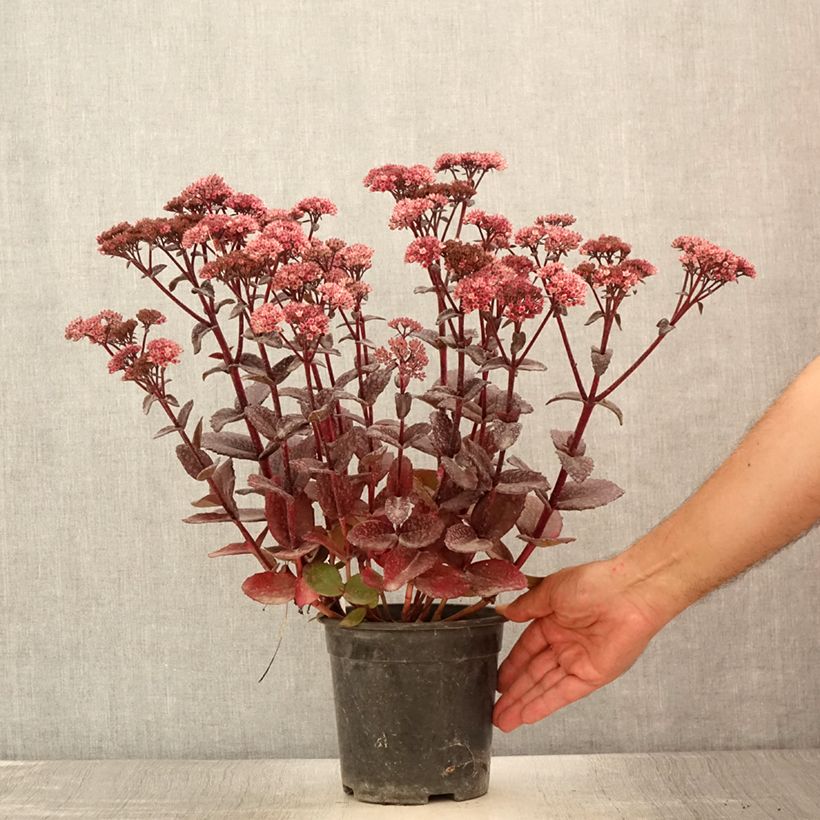 Amostra de Sedum telephium Bon Bon - Orpin Pot de 2L/3L tal como entregue no verão