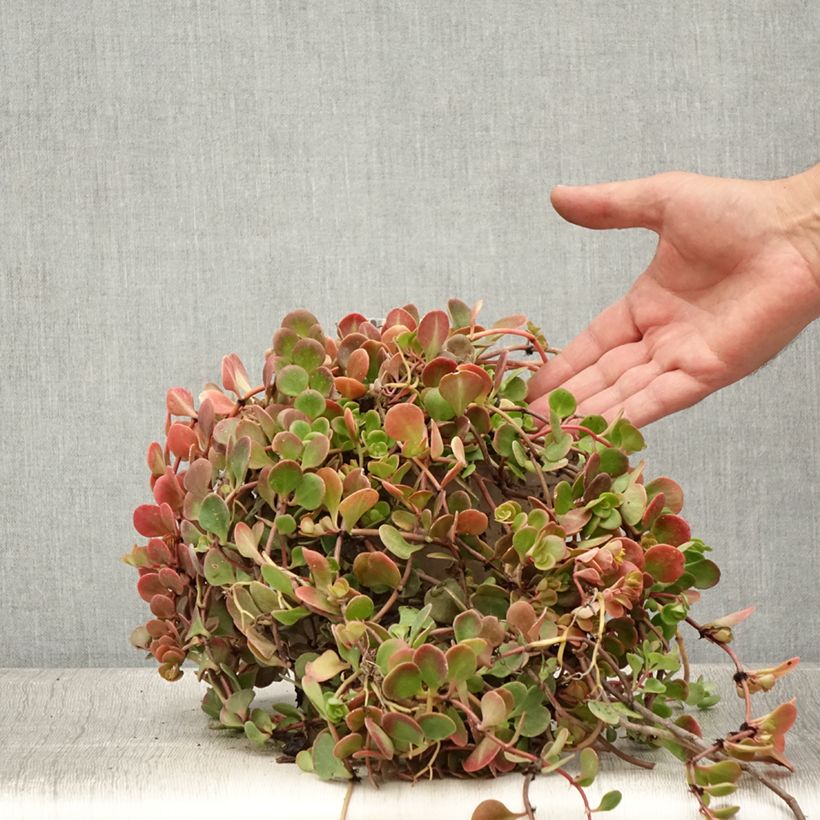 Amostra de Sedum tetractinum Coral Reef Vaso de 2 L/3 L tal como entregue no verão