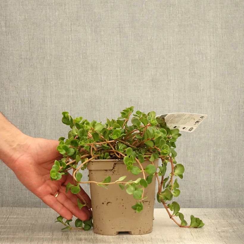 Amostra de Sedum tetractinum Coral Reef Vaso de 2 L/3 L tal como entregue na primavera