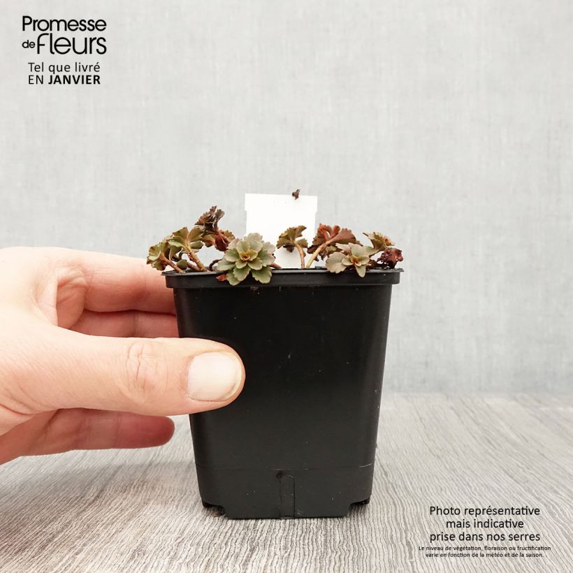 Amostra de Sedum Weihenstephaner Gold - Orpin jaune Godet de 8/9 cm tal como entregue no inverno