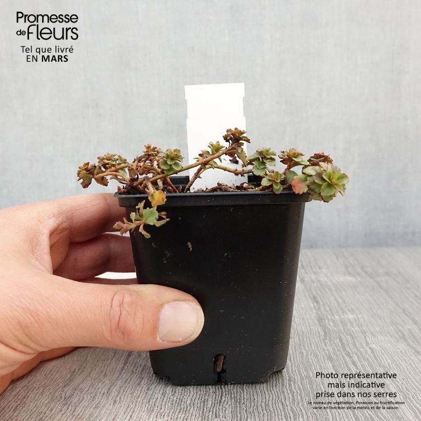 Amostra de Sedum Weihenstephaner Gold Vaso de 8/9 cm tal como entregue na primavera