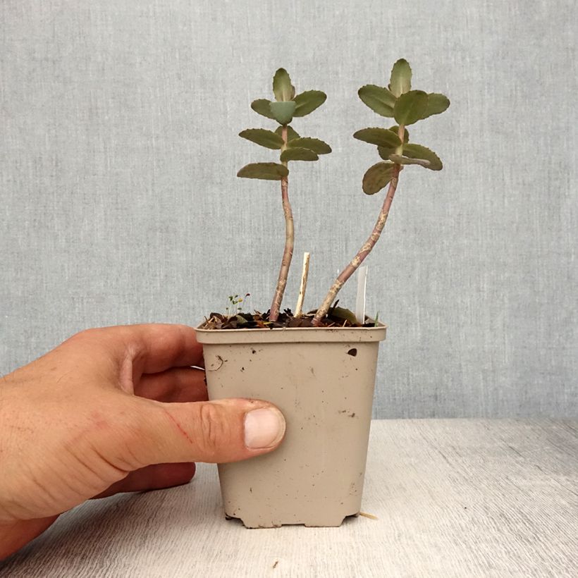 Amostra de Sedum spectabile Yellow Xenox® Vaso de 8/9 cm tal como entregue na primavera