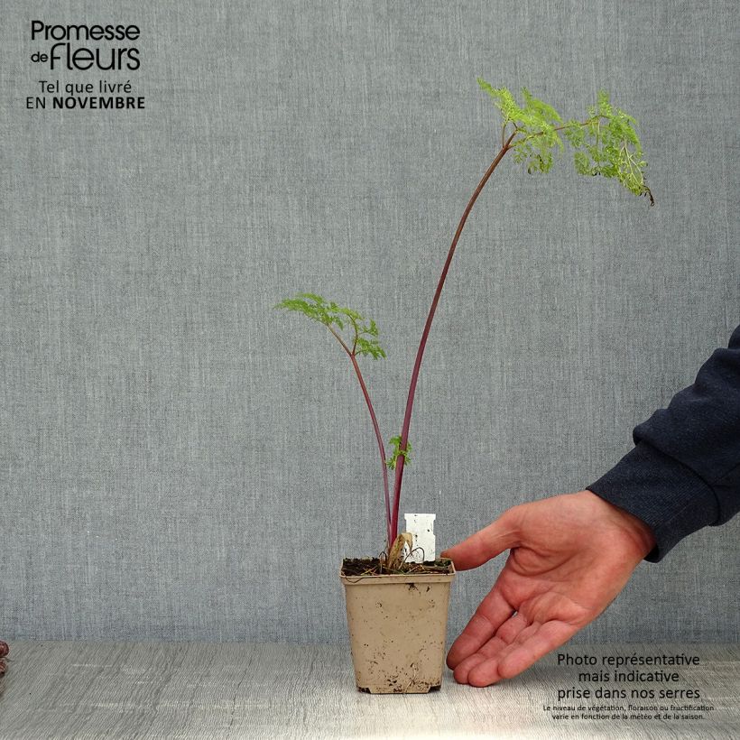 Amostra de Selinum wallichianum Vaso de 8/9 cm tal como entregue no outono