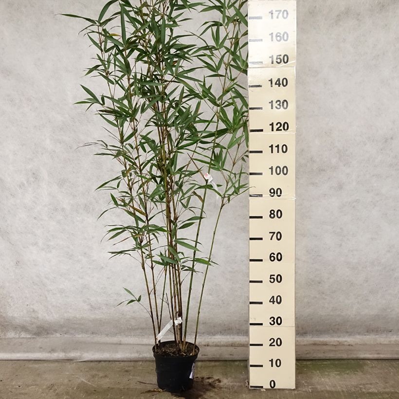 Amostra de Semiarundinaria fastuosa Viridis - Bambu Narihira Vaso de 4 L/5 L tal como entregue no outono