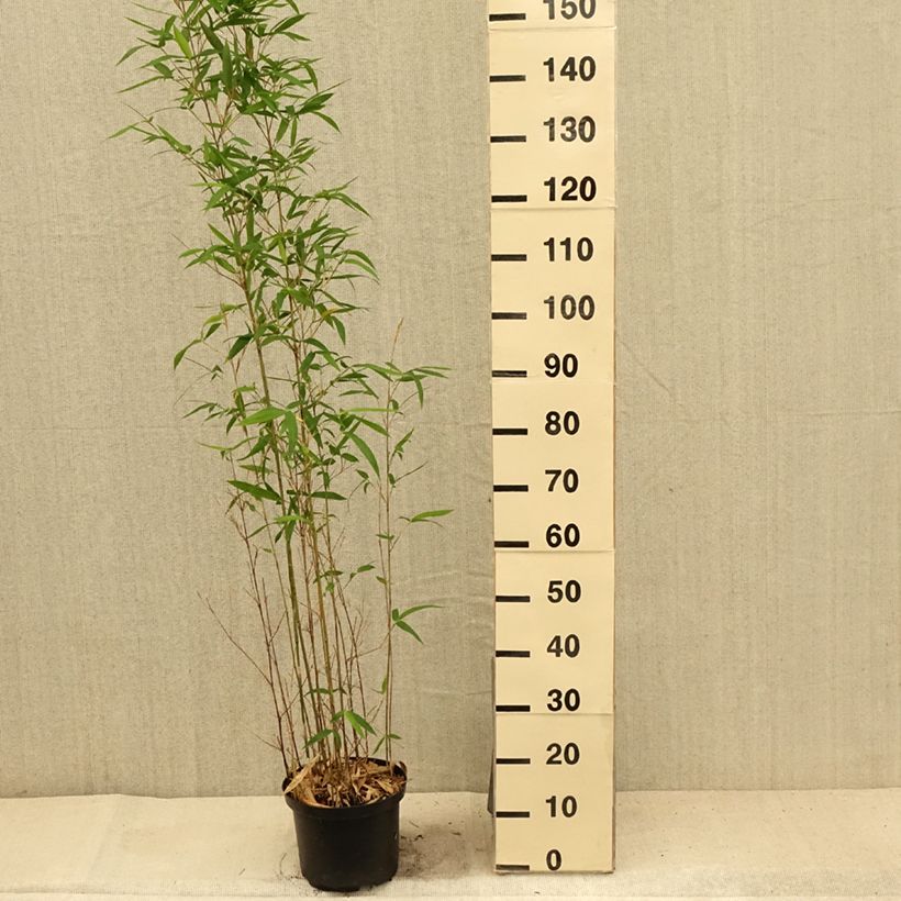 Amostra de Semiarundinaria makinoi - Bambu médio Vaso de 4 L/5 L tal como entregue no verão