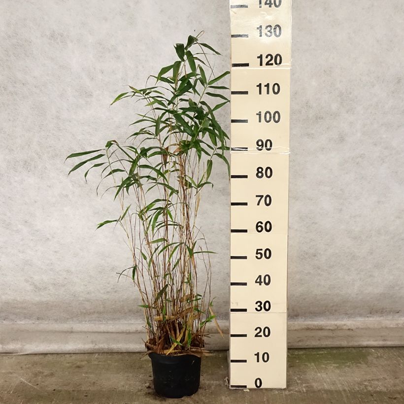 Amostra de Semiarundinaria yashadake Kimmei - Bambu médio Vaso de 4 L/5 L tal como entregue no outono