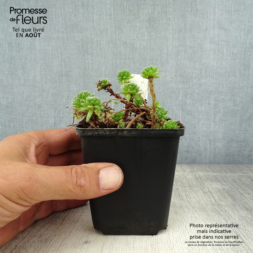 Amostra de Sempervivum arachnoideum Vaso de 8/9 cm tal como entregue no verão