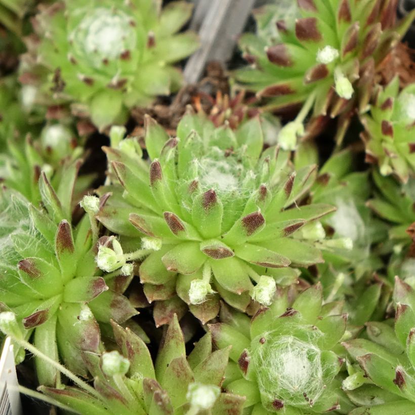 Sempervivum arachnoideum (Folhagem)