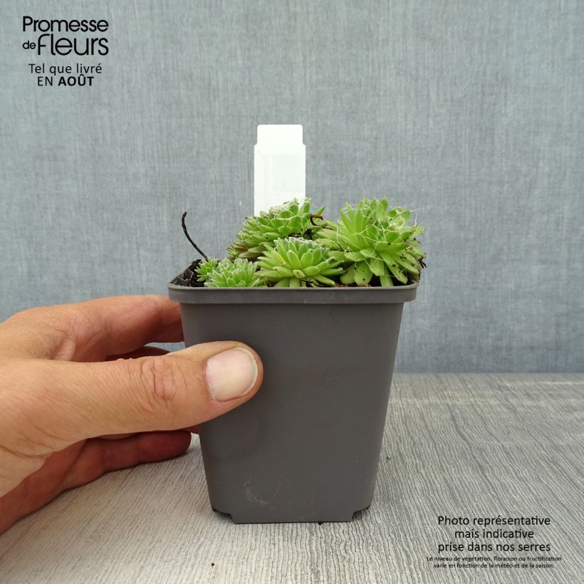 Amostra de Sempervivum arachnoideum Rubrum Vaso de 8/9 cm tal como entregue no verão