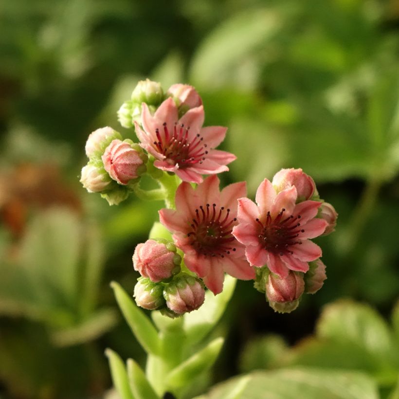 Sempervivum arachnoideum Rubrum (Floração)