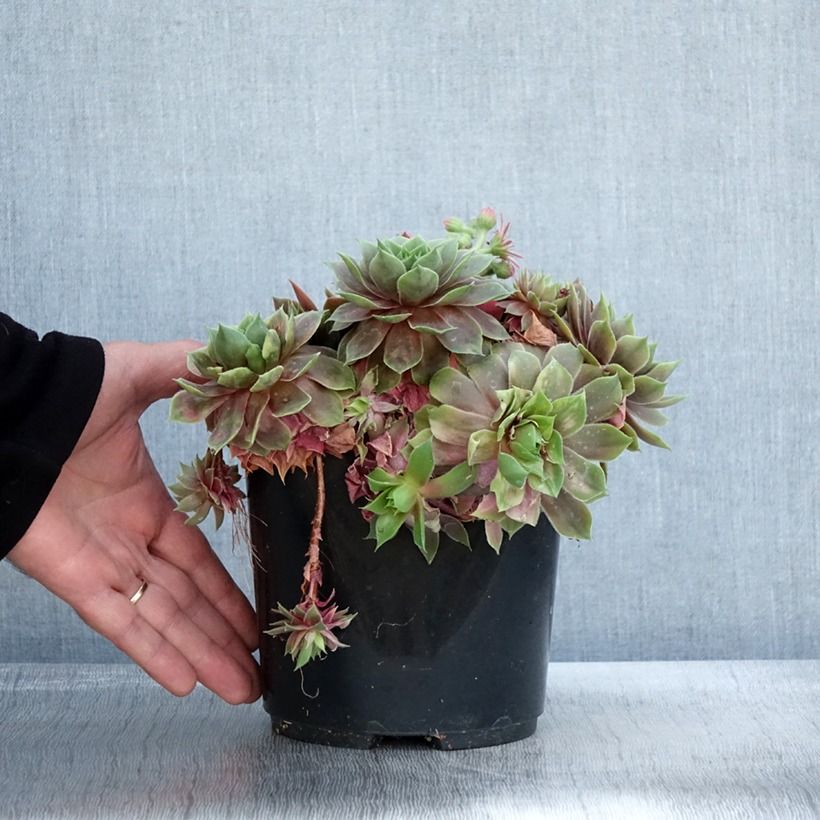 Amostra de Sempervivum (BigSam series) Ruby Star Vaso de 3 L/4 L tal como entregue no outono