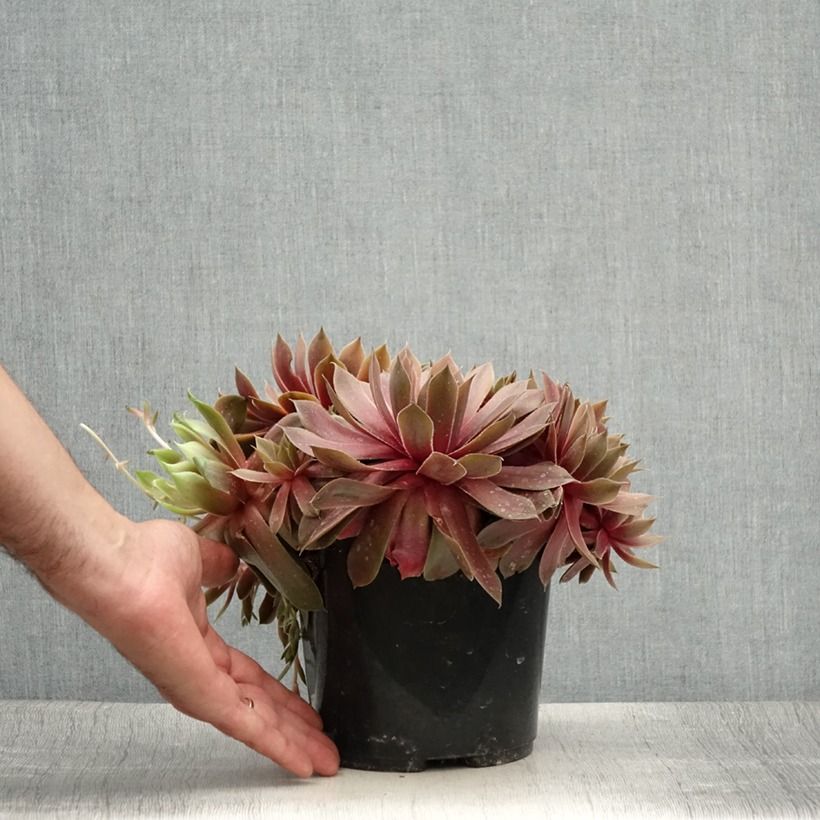 Amostra de Sempervivum (BigSam series) Ruby Star Vaso de 3 L/4 L tal como entregue no verão