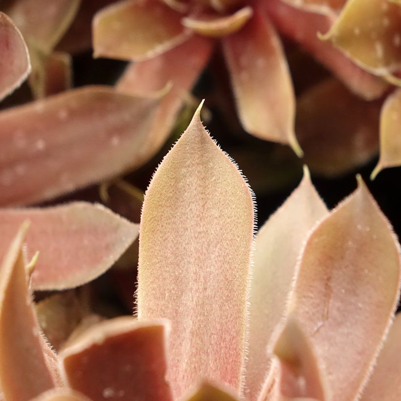 Sempervivum (BigSam series) Ruby Star (Folhagem)