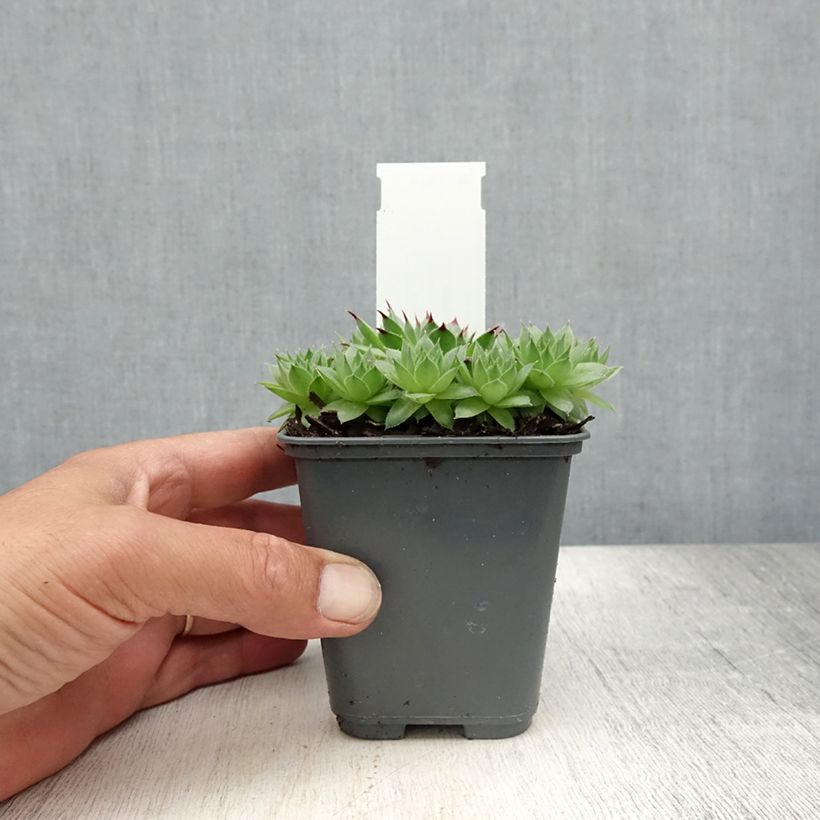 Amostra de Sempervivum calcareum - Sempre-viva-dos-telhados Vaso de 8/9 cm tal como entregue no verão