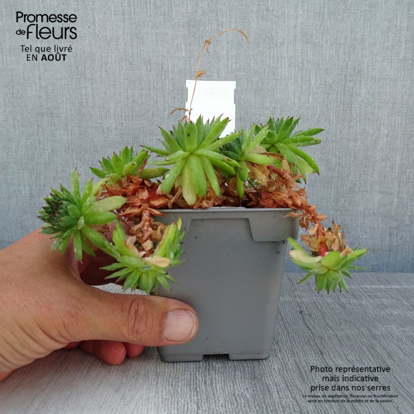 Amostra de Sempervivum Chick Charms Appletini Vaso de 10 cm/11 cm tal como entregue no verão