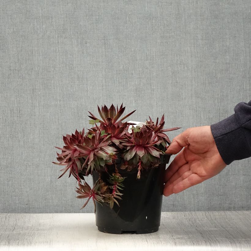 Amostra de Sempervivum Chick Charms Butterscotch Baby - Joubarbe Pot de 3L/4L tal como entregue no verão