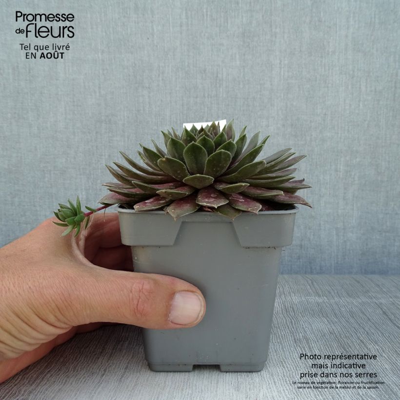 Amostra de Sempervivum Chick Charms Cosmic Candy Vaso de 10 cm/11 cm tal como entregue no verão