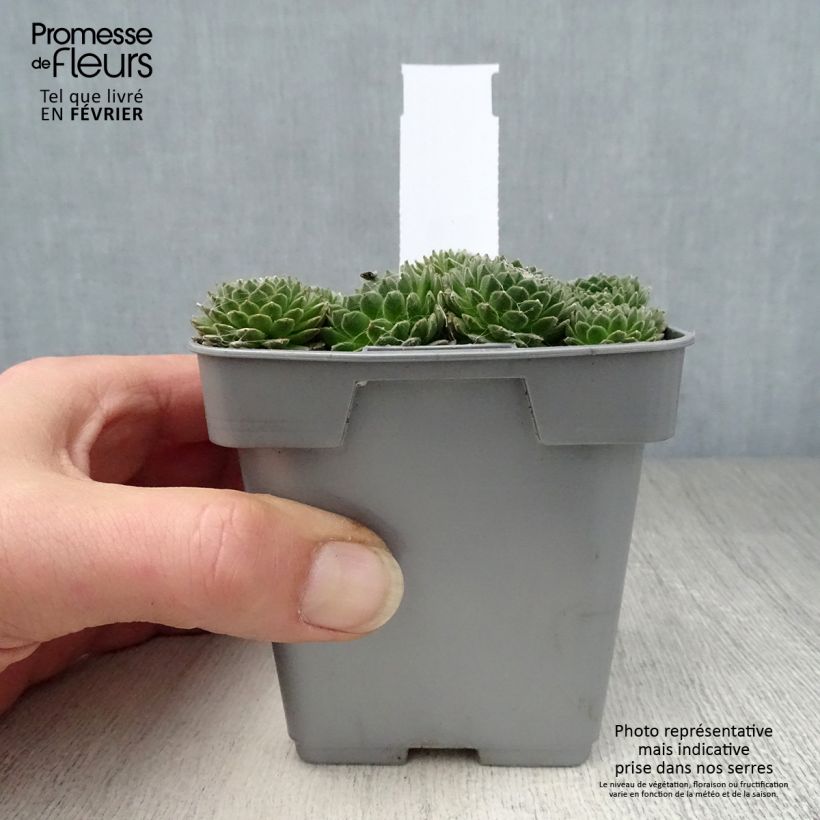 Amostra de Sempervivum Chick Charms ® Cotton Candy - Joubarbe verte au cœur cotonneux Pot de 10 cm/11cm tal como entregue no inverno