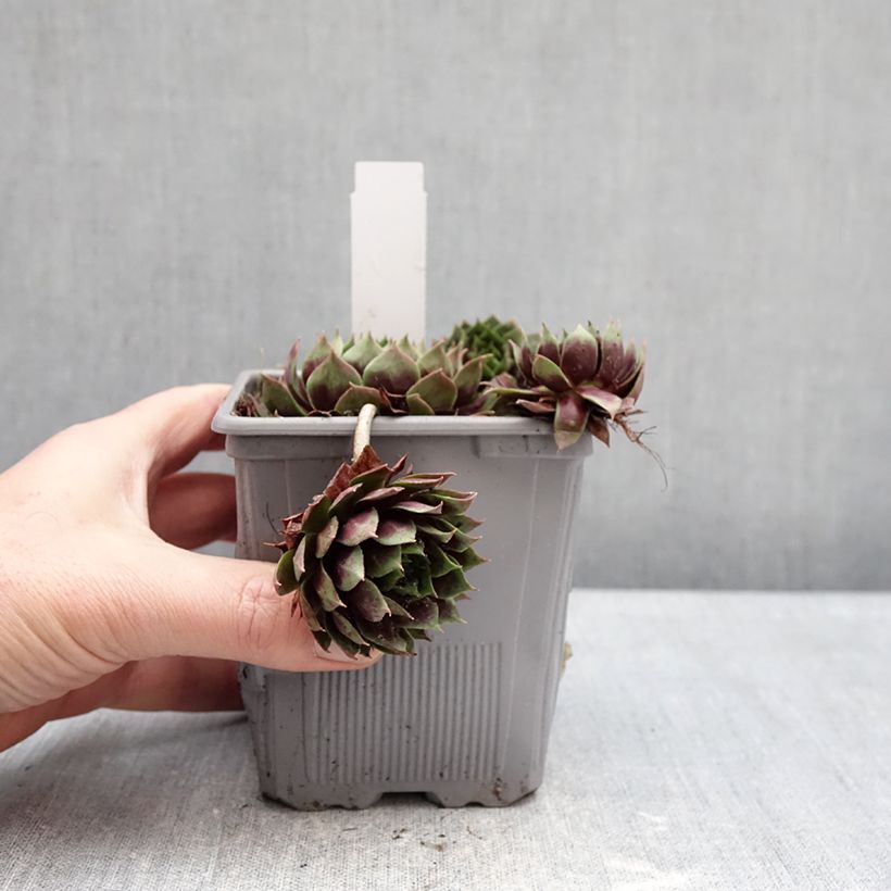 Amostra de Sempervivum Chick Charms Giant Emerald Explosion - Joubarbe Vaso de 1 L/1,5 L tal como entregue no inverno