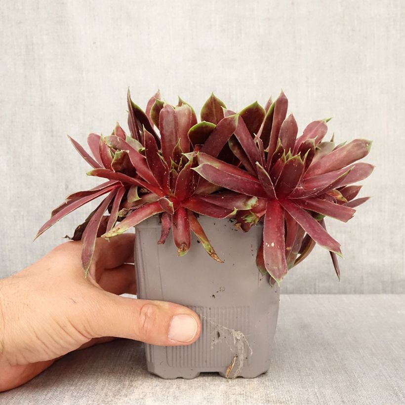Amostra de Sempervivum Chick Charms Giant Emerald Explosion Vaso de 1 L/1,5 L tal como entregue na primavera