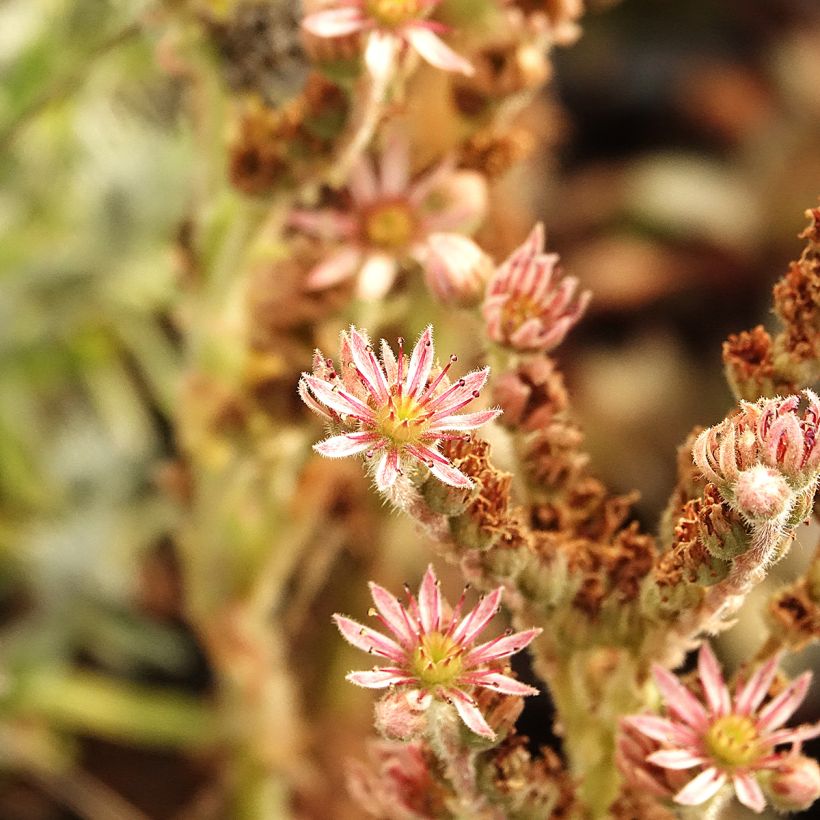 Sempervivum Chick Charms Grape Galaxy - Sempre-viva-dos-telhados (Floração)