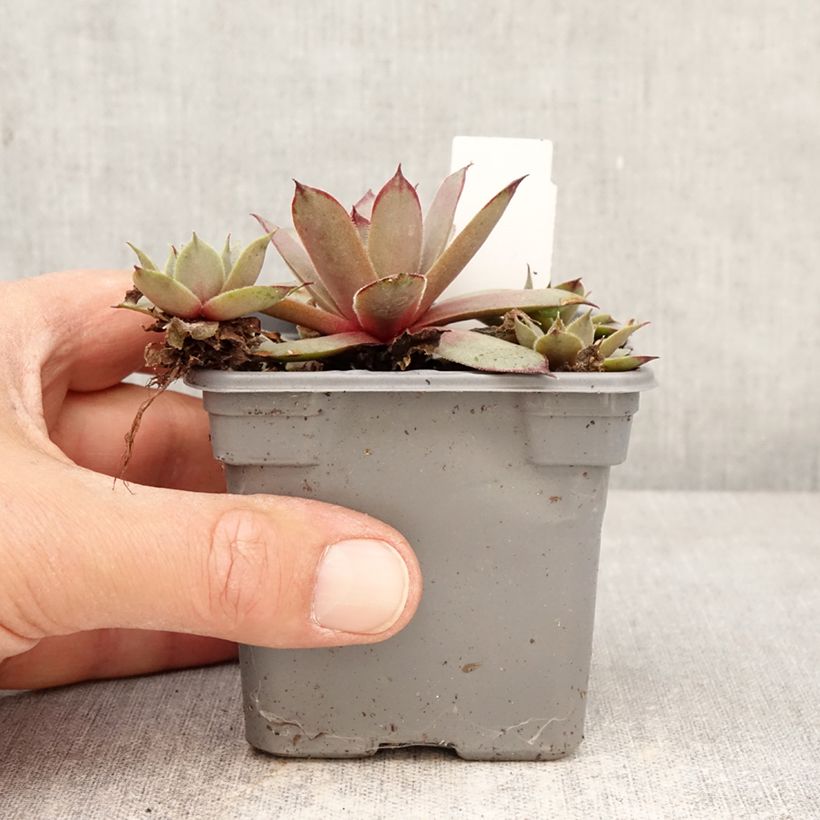 Amostra de Sempervivum Chick Charms Grape Galaxy - Sempre-viva-dos-telhados Vaso de 8/9 cm tal como entregue na primavera