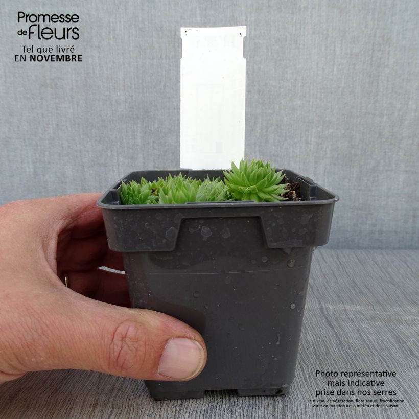 Amostra de Sempervivum Chick Charms Key Lime Kiss - Joubarbe Pot de 10 cm/11cm tal como entregue no outono