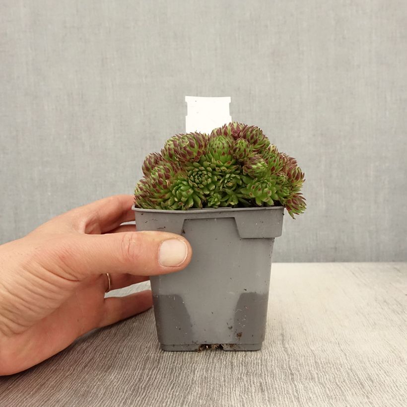 Amostra de Sempervivum Chick Charms Key Lime Kiss Vaso de 10 cm/11 cm tal como entregue na primavera