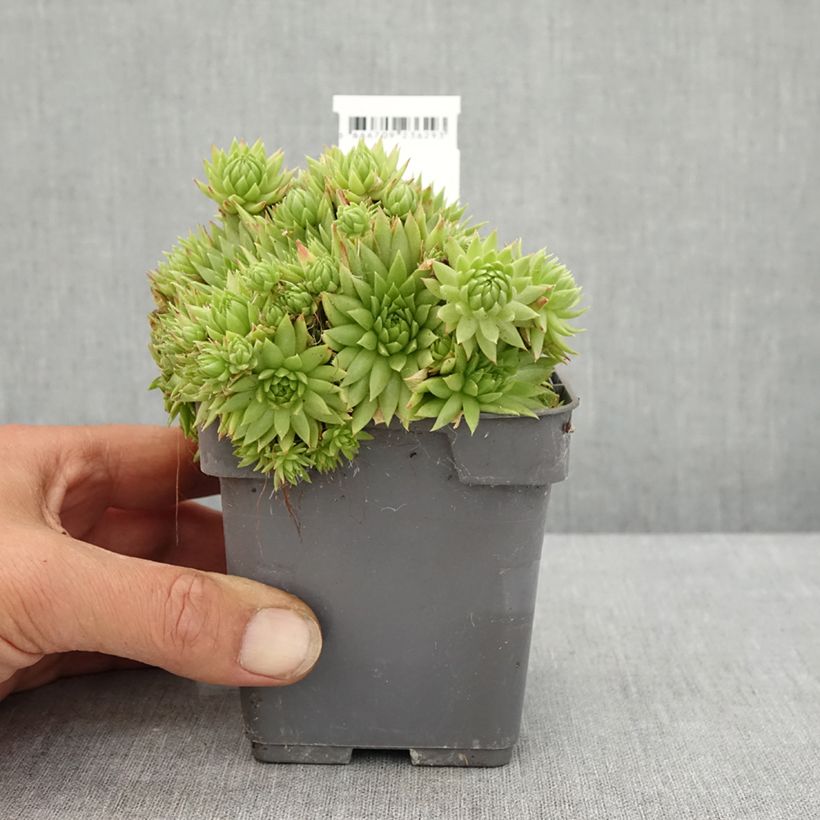 Amostra de Sempervivum Chick Charms Key Lime Kiss Vaso de 10 cm/11 cm tal como entregue no verão