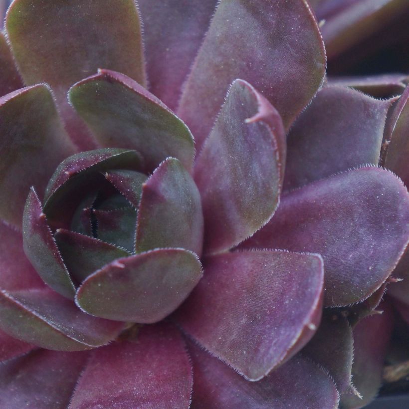 Sempervivum Chick Charms Plum Perfect (Folhagem)