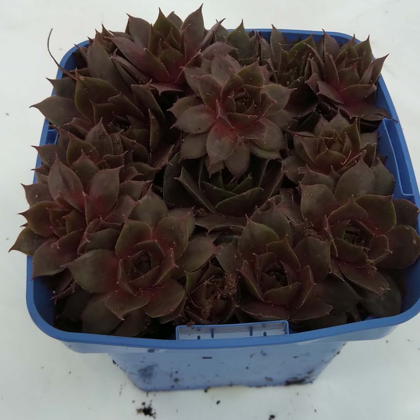 Exemplo de amostra de Sempervivum Chick Charms Plum Perfect  - Joubarbe Pot de 10 cm/11cm tal como entregue