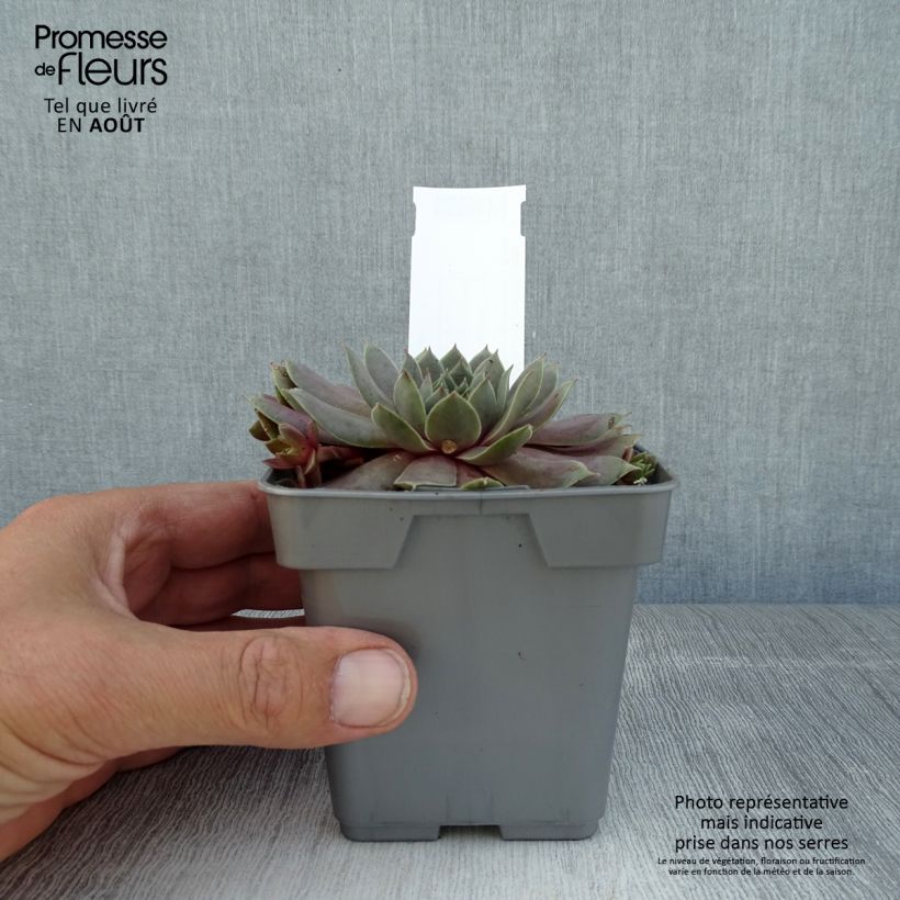 Amostra de Sempervivum Chick Charms® Berry Blues Vaso de 10 cm/11 cm tal como entregue no verão