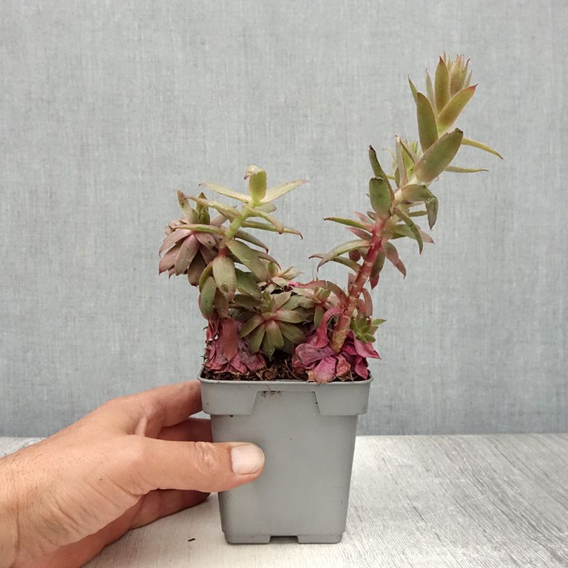 Amostra de Sempervivum Chick Charms Bing Cherry Vaso de 10 cm/11 cm tal como entregue no verão