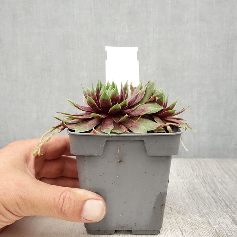 Amostra de Sempervivum Chick Charms Cranberry Cocktail Vaso de 10 cm/11 cm tal como entregue no verão