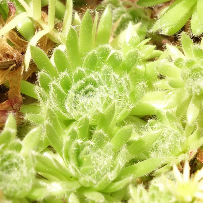 Sempervivum ciliosum var. borisii - Sempre-viva-dos-telhados (Folhagem)