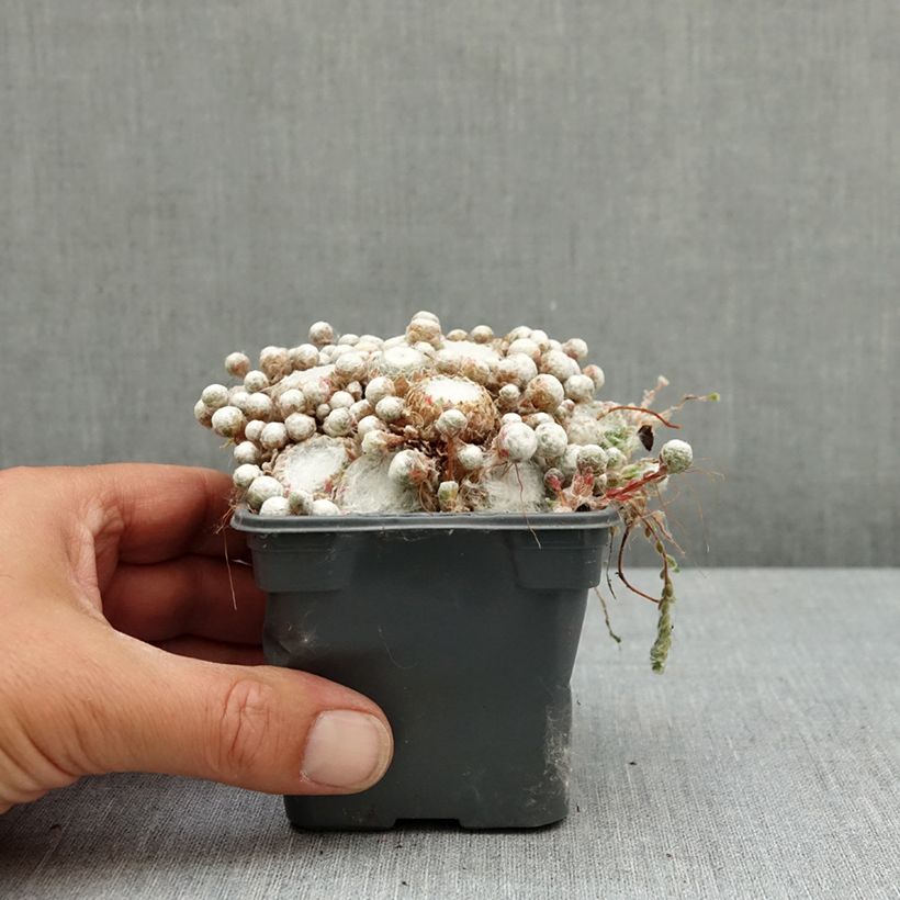 Amostra de Sempervivum arachnoideum Arctic White Vaso de 8/9 cm tal como entregue na primavera